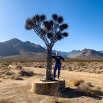 Joshua Art Tree